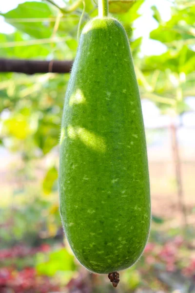 Gourd Closeup Garrafa Com Folha Empresa — Fotografia de Stock