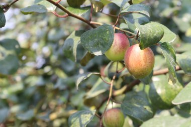 kırmızı renkli lezzetli jujube sıkıca ağaçla çevrili.