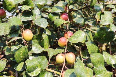 kırmızı renkli lezzetli jujube sıkıca ağaçla çevrili.