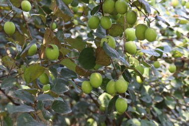 Lezzetli bir sürahi, sıkıca kavrulmuş ağaçla.