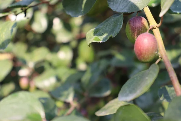 Red Colored Tasty Jujube Closeup Tree Firm — Stock Photo, Image