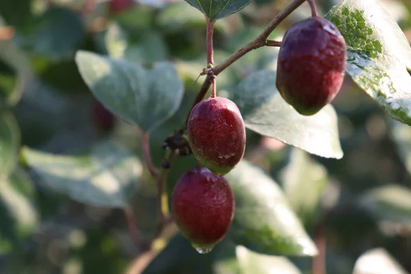 Red Colored Tasty Jujube Closeup Tree Firm — Stock Photo, Image