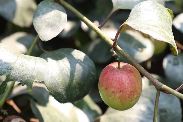 Κόκκινο Χρώμα Νόστιμο Jujube Closeup Δέντρο Σταθερή — Φωτογραφία Αρχείου