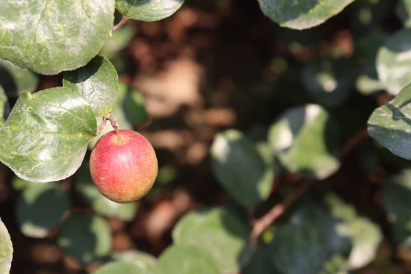 Κόκκινο Χρώμα Νόστιμο Jujube Closeup Δέντρο Σταθερή — Φωτογραφία Αρχείου