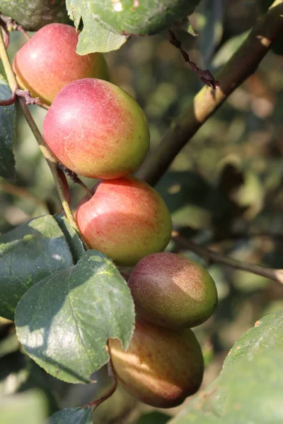 Cor Vermelha Saboroso Jujube Closeup Com Árvore Empresa — Fotografia de Stock