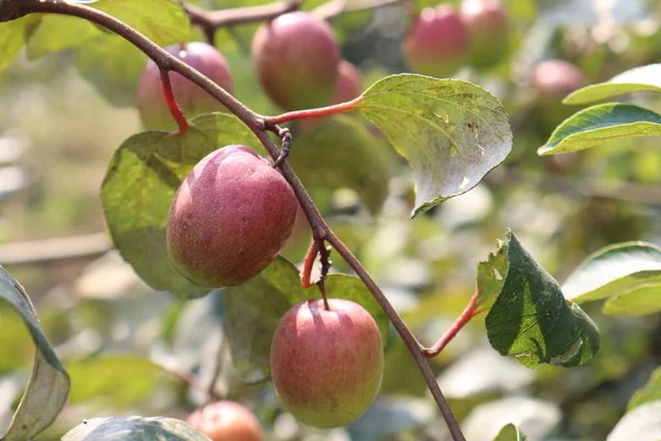 Giuggiola Colore Rosso Gustoso Primo Piano Con Albero Ditta — Foto Stock