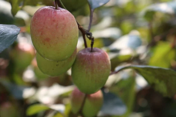 Κόκκινο Χρώμα Νόστιμο Jujube Closeup Δέντρο Σταθερή — Φωτογραφία Αρχείου