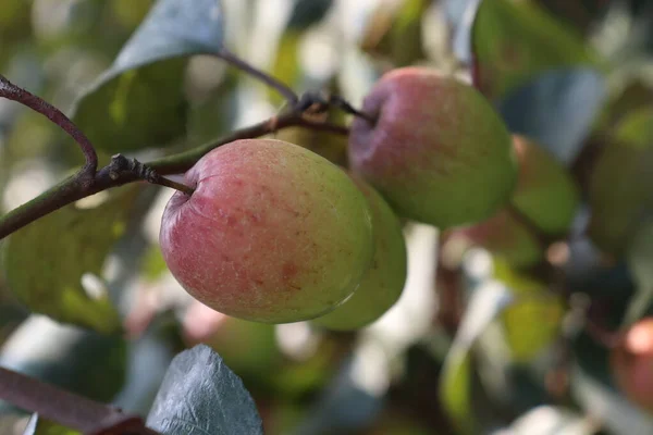 Rojo Color Sabroso Jujube Primer Plano Con Árbol Firme — Foto de Stock