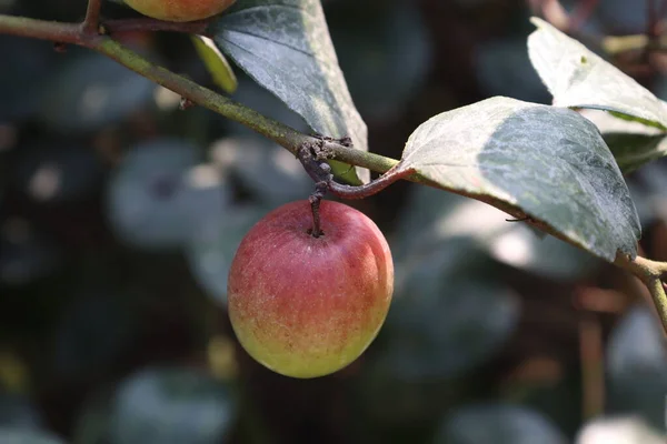 Červená Barva Chutné Jujube Detailní Stromem Pevném — Stock fotografie