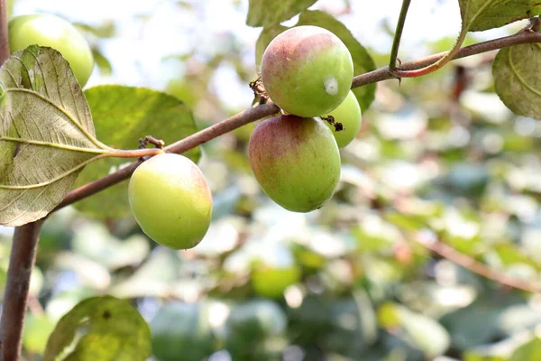 Červená Barva Chutné Jujube Detailní Stromem Pevném — Stock fotografie