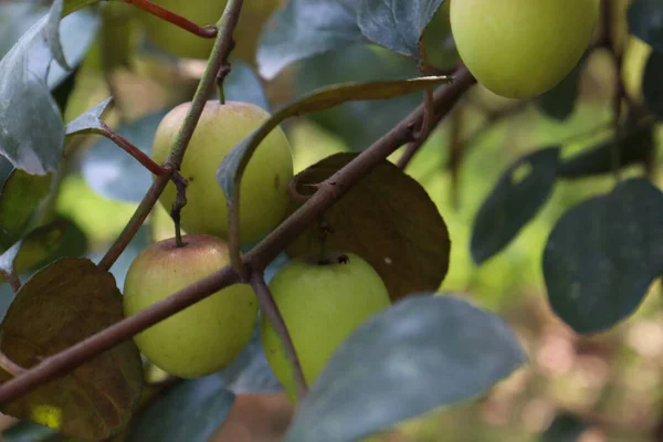 Κόκκινο Χρώμα Νόστιμο Jujube Closeup Δέντρο Σταθερή — Φωτογραφία Αρχείου