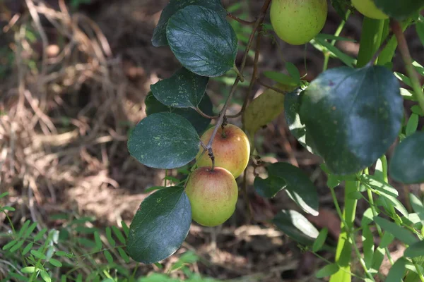 Červená Barva Chutné Jujube Detailní Stromem Pevném — Stock fotografie