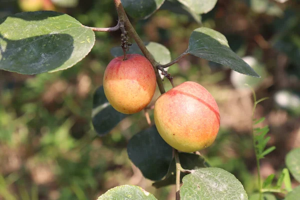 Červená Barva Chutné Jujube Detailní Stromem Pevném — Stock fotografie