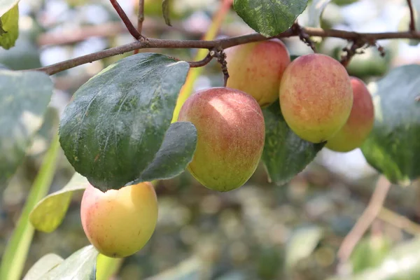 Giuggiola Colore Rosso Gustoso Primo Piano Con Albero Ditta — Foto Stock