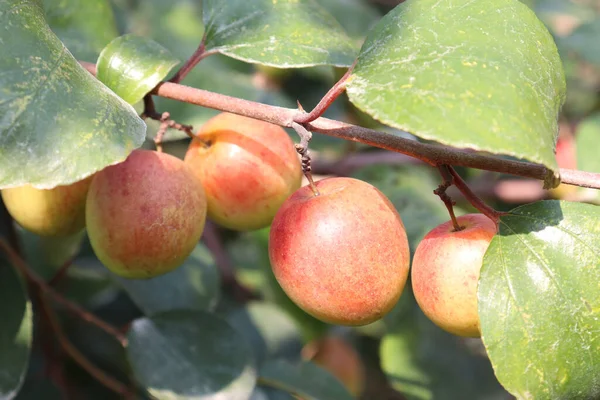 Červená Barva Chutné Jujube Detailní Stromem Pevném — Stock fotografie