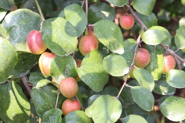 Red Colored Tasty Jujube Closeup Tree Firm — Stock Photo, Image