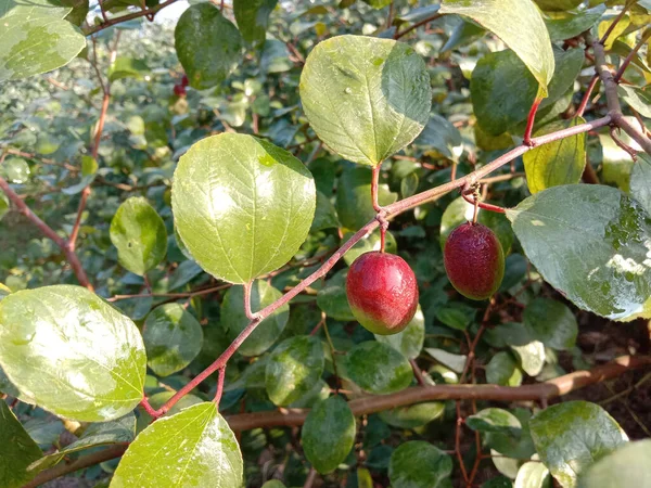 Cor Vermelha Saboroso Jujube Closeup Com Árvore Empresa — Fotografia de Stock