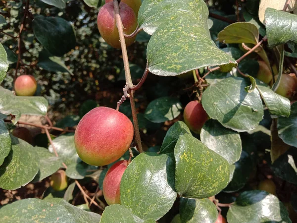 Κόκκινο Χρώμα Νόστιμο Jujube Closeup Δέντρο Σταθερή — Φωτογραφία Αρχείου