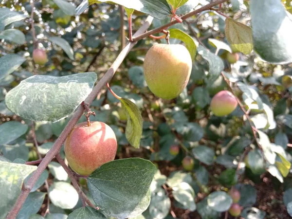 Rot Gefärbte Leckere Jujube Nahaufnahme Mit Baum Auf Fest — Stockfoto