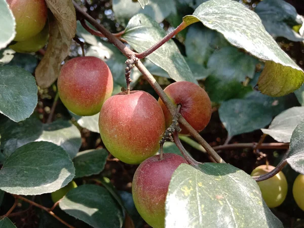 kırmızı renkli lezzetli jujube sıkıca ağaçla çevrili.