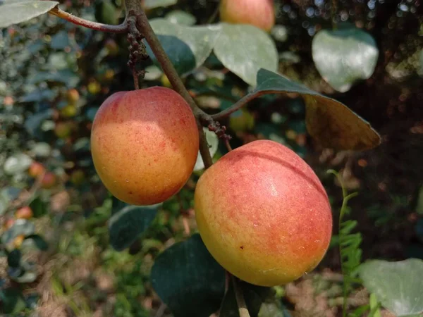 Piros Színű Ízletes Jujube Közelkép Szilárd — Stock Fotó