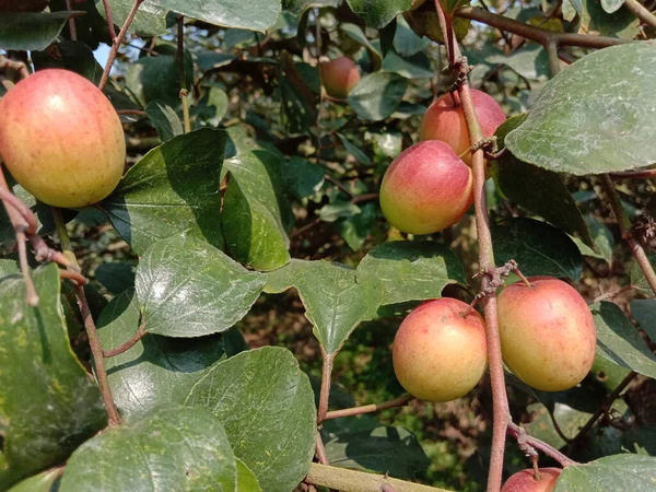 Cor Vermelha Saboroso Jujube Closeup Com Árvore Empresa — Fotografia de Stock