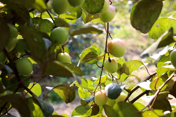 Νόστιμο Jujube Closeup Δέντρο Σταθερή — Φωτογραφία Αρχείου