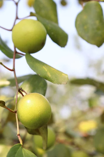 Brocca Saporita Primo Piano Con Albero Ditta — Foto Stock