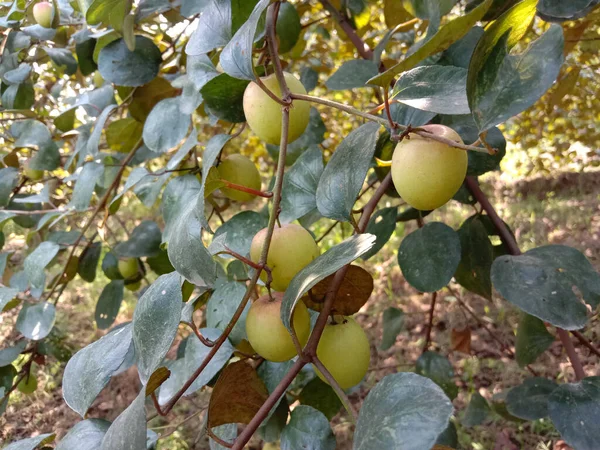 Röd Färgad Välsmakande Jujube Närbild Med Träd Fast — Stockfoto