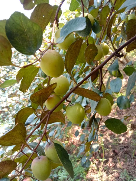 Νόστιμο Jujube Closeup Δέντρο Σταθερή — Φωτογραφία Αρχείου