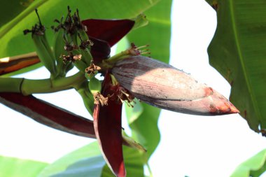 sıkıca sarılmış ağaçlı bir çiçek.