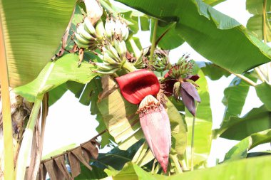 sıkıca sarılmış ağaçlı bir çiçek.