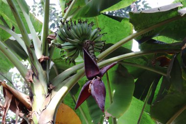 sıkıca sarılmış ağaçlı bir çiçek.