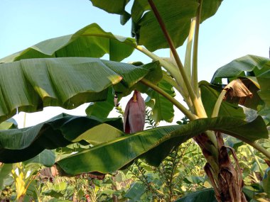 sıkıca sarılmış ağaçlı bir çiçek.