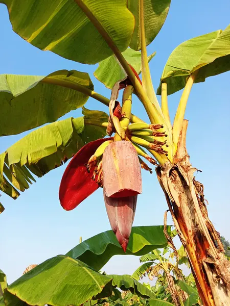 plantain flower with tree on firm