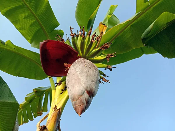 plantain flower with tree on firm