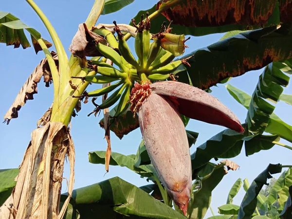 plantain flower with tree on firm