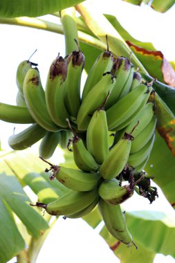 Sağlıklı çiğ muz sürüsü ağaçta.