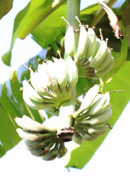 Sağlıklı çiğ muz sürüsü ağaçta.