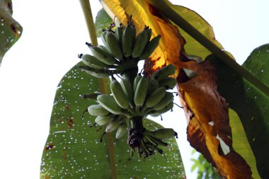 Sağlıklı çiğ muz sürüsü ağaçta.