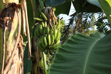 Sağlıklı çiğ muz sürüsü ağaçta.