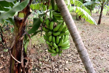 Sağlıklı çiğ muz sürüsü ağaçta.