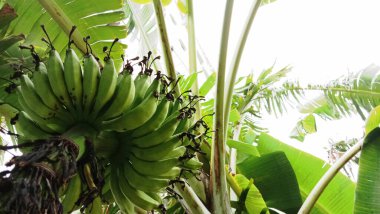 Sağlıklı çiğ muz sürüsü ağaçta.