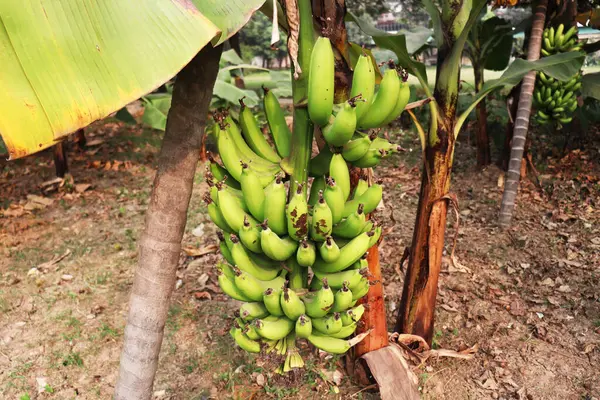 healthy raw banana bunch on tree in firm