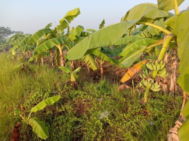 Sağlıklı çiğ muz sürüsü ağaçta.
