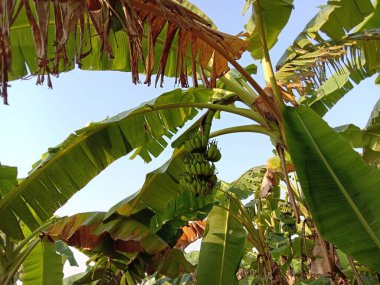 Sağlıklı çiğ muz sürüsü ağaçta.