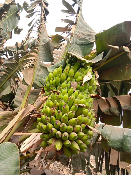 healthy raw banana bunch on tree in firm