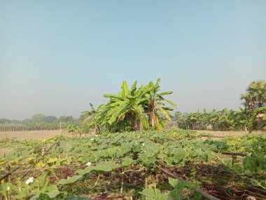 yeşil renkli muz ağacı stoku