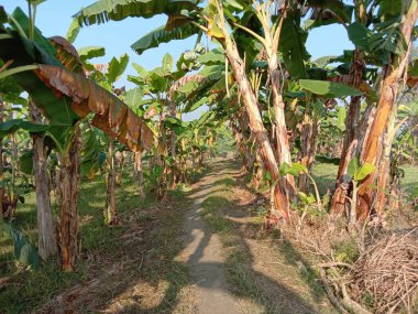 yeşil renkli muz ağacı stoku