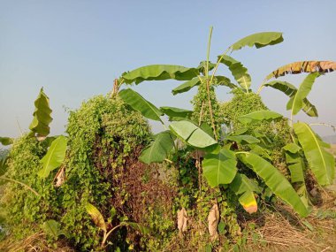 yeşil renkli muz ağacı stoku
